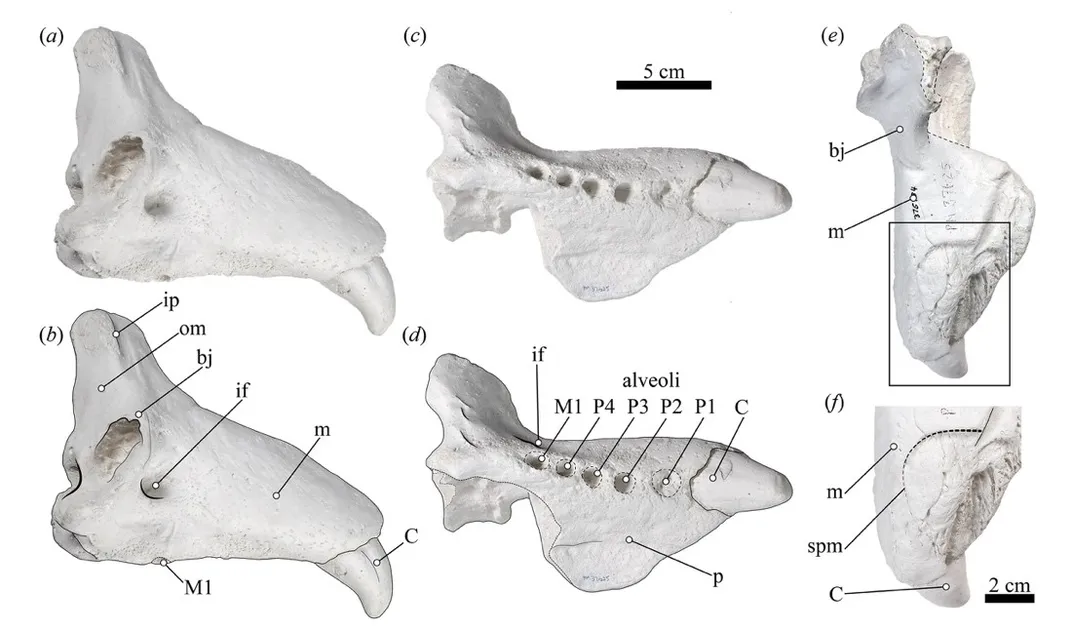 What A 1000YearOld Seal Skull Can Say About Climate Change Smithsonian Voices National